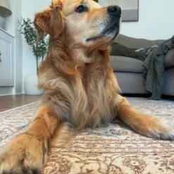 Soft Washable Cream Vintage Rug - Adeline -Kukoon Rugs Store image00002 19c07cd4 ef7b 46fa 9b53 aa72e89aa1b7