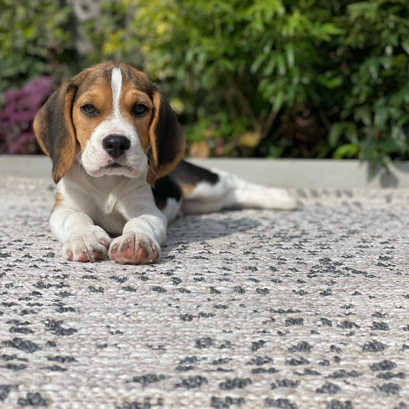 Diamond Grey Textured Flatweave Indoor Outdoor Area Rug - Pavillion 10 Diamond Grey Textured Flatweave Indoor Outdoor Area Rug - Pavillion - Image 8